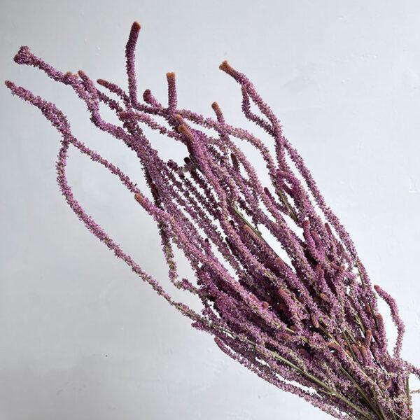 Dried Limonium Selvatica (Wild Statice) - Barn Florist Dried Flowers